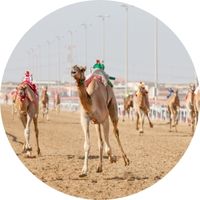 T3 camel race